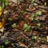 Bij Aquiares in Costa Rica, een model voor koolstofnegativiteit door middel van agroforestryDaily Coffee News door Roast Magazine